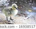 Mallard's Child - Mallard Duck Kid 16938517
