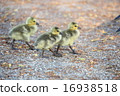 Mallard's children - Mallard Duck Kids 16938518
