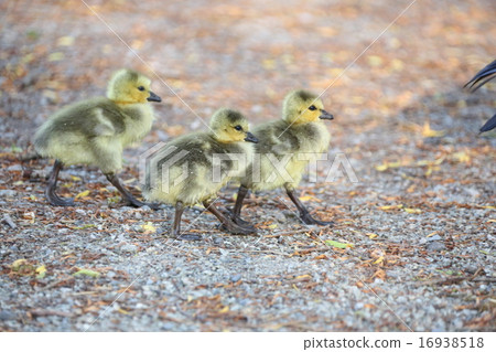 野鴨的孩子 - 野鴨子孩子 16938518