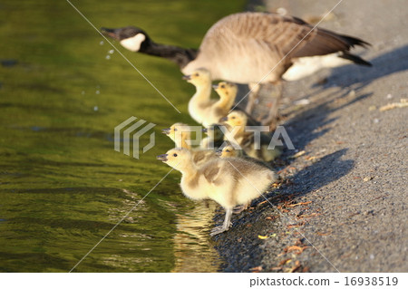 Canadian Guise family 16938519