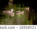 Mallard's parents and children - Mallard Duck Family 16938521