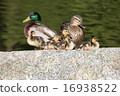 Mallard's parents and children - Mallard Duck Family 16938522