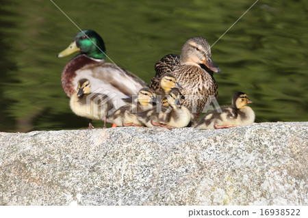 野鴨的父母和孩子 - 野鴨家庭 16938522