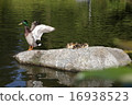 Mallard's parents and children - Mallard Duck Family 16938523