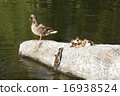 Mallard's parents and children - Mallard Duck Family 16938524