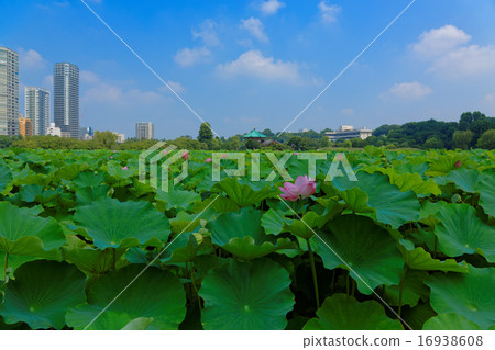 A blue sky in lotus flower in lotus pond in Ueno 16938608