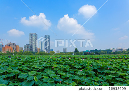 在蓮花的藍天在荷蘭池塘在上野 16938609