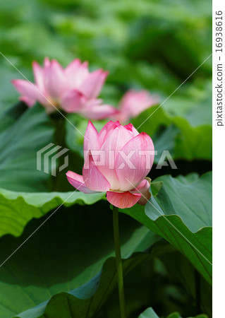 葉子的綠色在上野的荷花池開花的蓮花 16938616