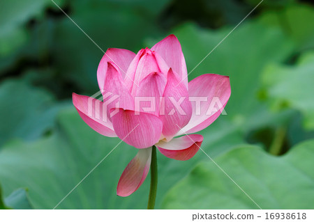 葉子的綠色在上野的荷花池開花的蓮花 16938618