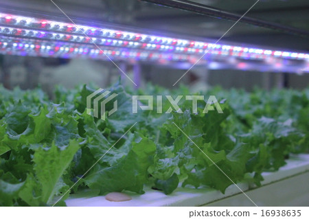 植物工廠 16938635