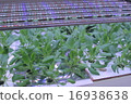 植物工廠 16938638