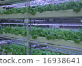 植物工廠 16938641