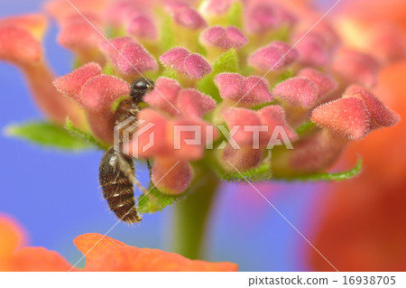 Lantana Bud and Muneokao Ari 16938705