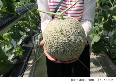 Melon hunting Melon hunting 16938896