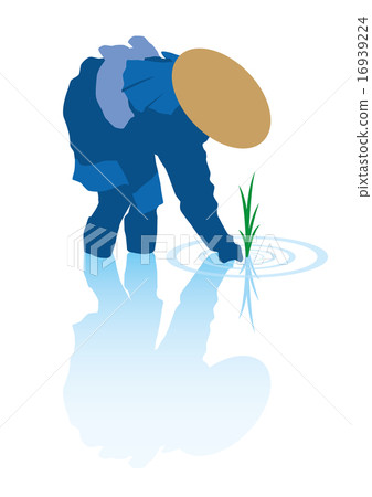 水稻種植 16939224