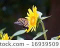 A swallowtail in sunflower 16939509
