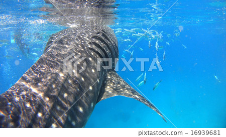 菲律賓鯨鯊鯊 16939681