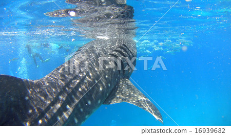 菲律賓鯨鯊鯊 16939682