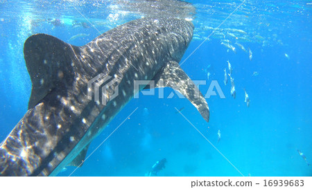 菲律賓鯨鯊鯊 16939683