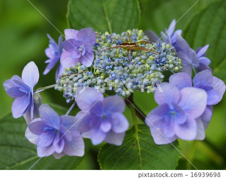 Hydrangea and spider Hydrangea and spider 16939698