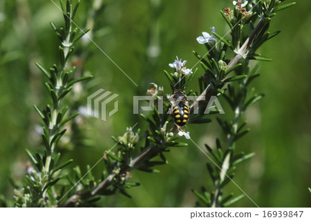Creatures Insects Tomonbush, characterized by striped yellow stripes on the back 16939847