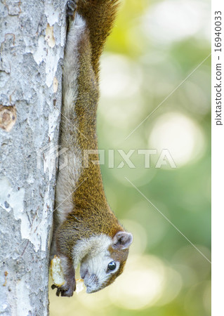 Squirrels eat nut on the tree. It's beautiful 16940033