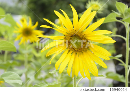 Sunflower in full bloom in field of sunflowers on  16940034