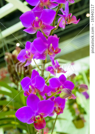 Orchid Orchid 16940117