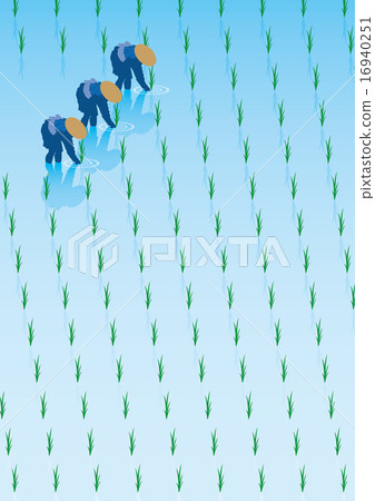 水稻種植 16940251