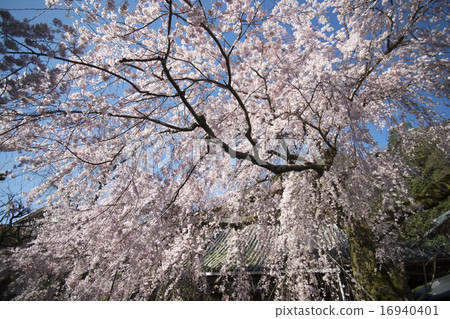 A cherry tree full of screens A cherry tree full of screens 16940401