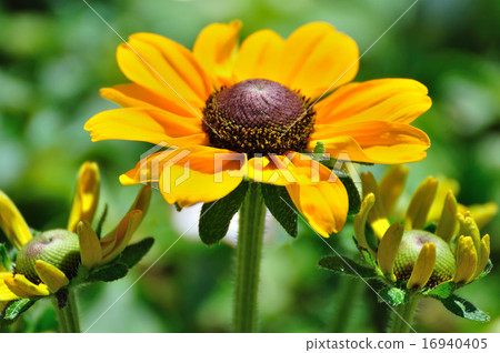 Rudbekia（虎眼） 16940405