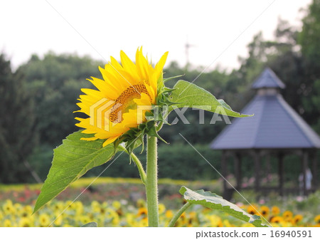 向日葵在夏天 16940591