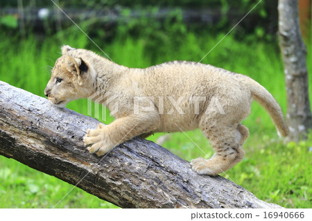 Lion's baby Lion's baby 16940666