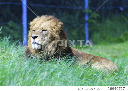 獅子 16940737