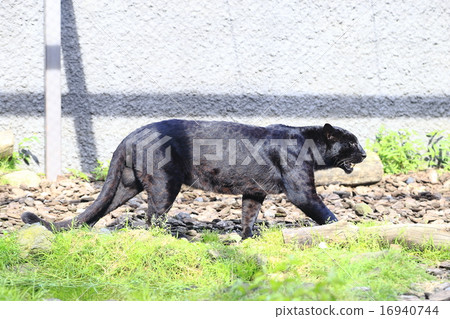 Blue Moss Blue Moss 16940744