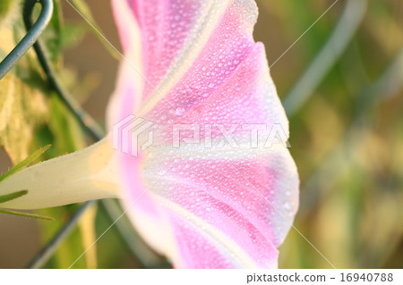 Morning glory 143 16940788