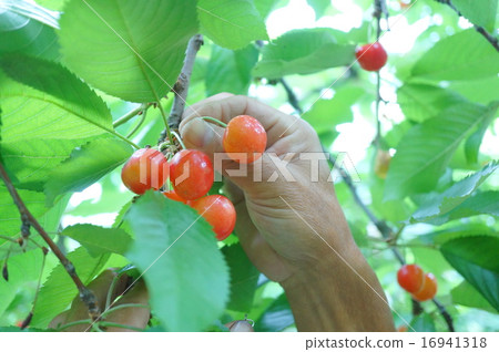 Hands to harvest cherries 16941318
