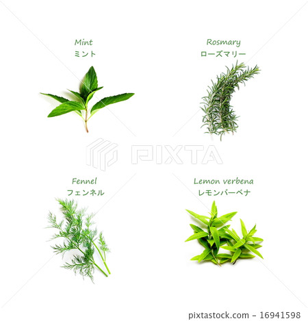 familiar-herbs-stock-illustration-16941598-pixta