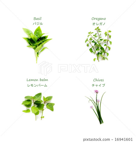 familiar-herbs-stock-illustration-16941601-pixta