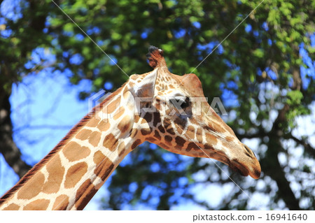 Giraffe  16941640