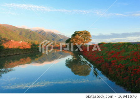 Tsuya河堤的群集孤挺花 Tsuya河堤的群集孤挺花 16941670