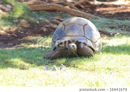 Turtles and small birds Turtles and small birds 16941679