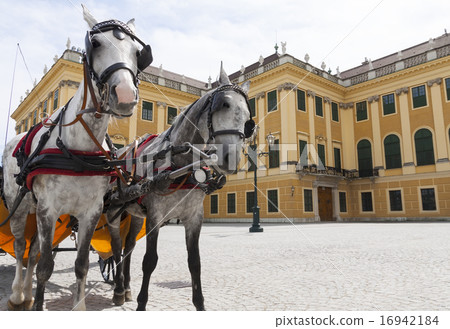 horse carriage near Schonbrunn palace horse carriage near Schonbrunn palace 16942184