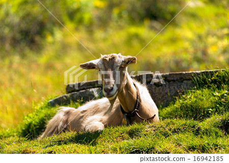 Mountain Goat on the Green Grass Mountain Goat on the Green Grass 16942185