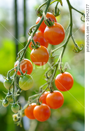 Ripe mini tomatoes in the vegetable garden 16942277