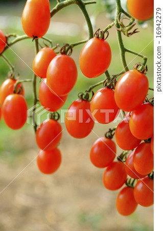 Ripe mini tomatoes in the vegetable garden Ripe mini tomatoes in the vegetable garden 16942279