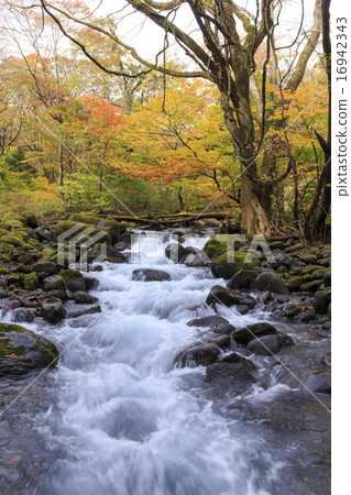 Nakhinzawa spring spring fall November Sharp 16942343