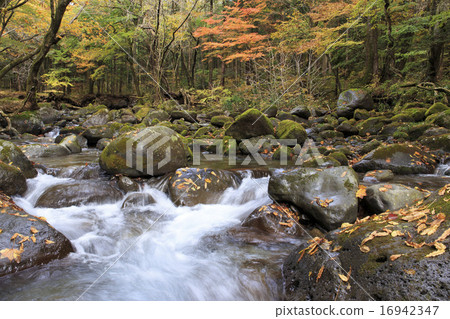 Shibuya-machi, Tochigi Prefecture Nakhonzawa spring spring fall November Sharp 16942347
