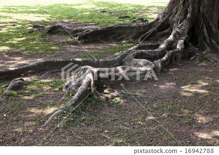 綿延的樹根 16942788