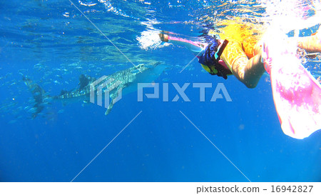 菲律賓鯨鯊和孩子 16942827